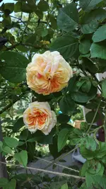 IMG_20190602_131205.webp