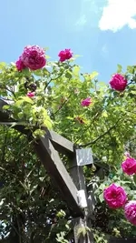 IMG_20190602_131153.webp