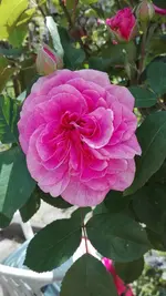 IMG_20190602_131054.webp