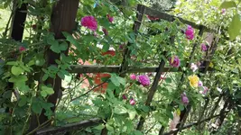IMG_20190602_131011.webp