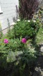 IMG_20190602_131458.jpg
