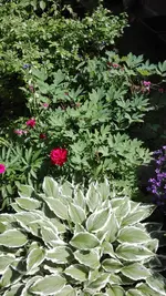 IMG_20190602_130447.webp