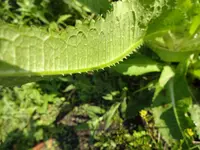 DSC00358[1].webp
