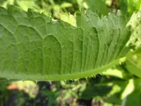 DSC00359[1].webp