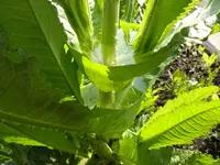 DSC00360[1].webp