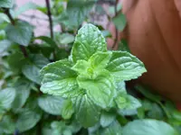 P1130086englische Minze.webp