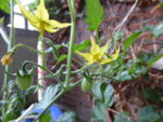 P1130087gelbe chinesische Coctailtomate.JPG