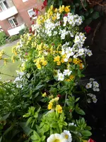 P1130090Blumenkasten.JPG