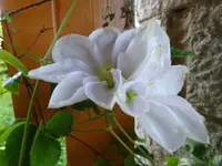 DSC00342.JPG