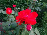 DSC00350.JPG