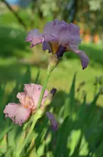 Rose.webp