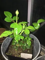 2019-6-04 Artemis.webp 2019-6-04 Artemis.webp