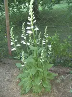 BILD1109.webp