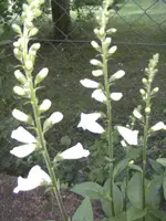 BILD1110.webp