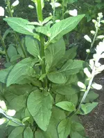 BILD1111.webp