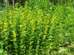 DSC00354.JPG
