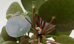 Ufo1.webp