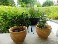 IMG_20190606_152814.webp