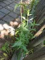 20190605_122030_resized.jpg