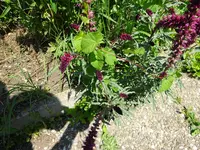 DSC00352.webp