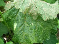 DSCF4852 stockrose.webp