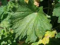 DSCF4853 stockrose.webp