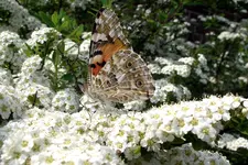 IMGP3562.webp