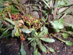 DSC00381.JPG