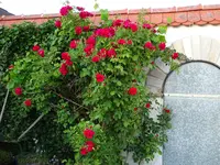 DSC00379.JPG
