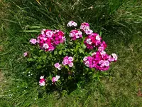 DSC00374.webp