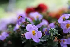 image011.webp