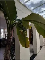 Bananenbaum.webp
