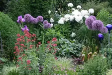 Juni  1919.webp