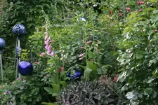 Juni  1419.webp