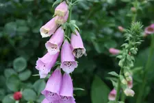 Digitalis1419.webp