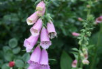 Digitalis1419.JPG