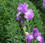 Iris0419.JPG