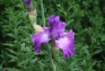 Iris0519.JPG