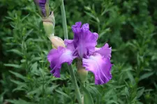 Iris0519.webp