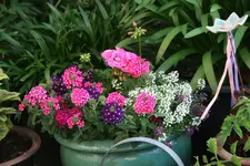 Terasse   1519.webp