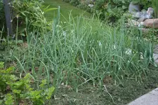 Juni1419.webp