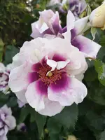 IMG_20190604_190746.webp
