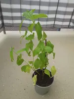 IMG_20190609_145644.webp