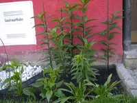 08_06_2019 (43).webp