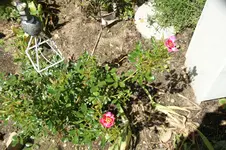 DSC07795.webp