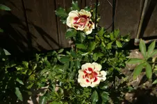 DSC07796.webp