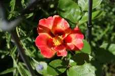 DSC07797.webp