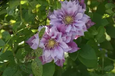 DSC07800.webp