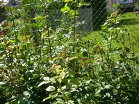 08_06_2019 (66).webp