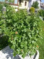 08_06_2019 (61).webp
